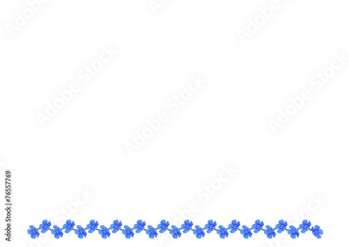 Forget-me-not white bg
