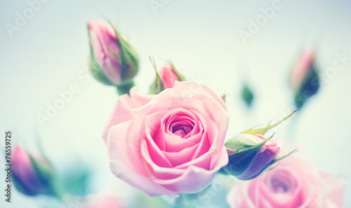 Fototapeta Naklejka Na Ścianę i Meble -  Beautiful pink roses. Vintage styled card design