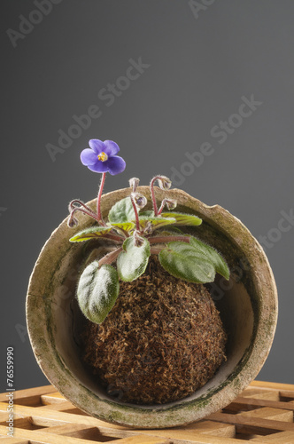 Beautiful violet in a moss ball