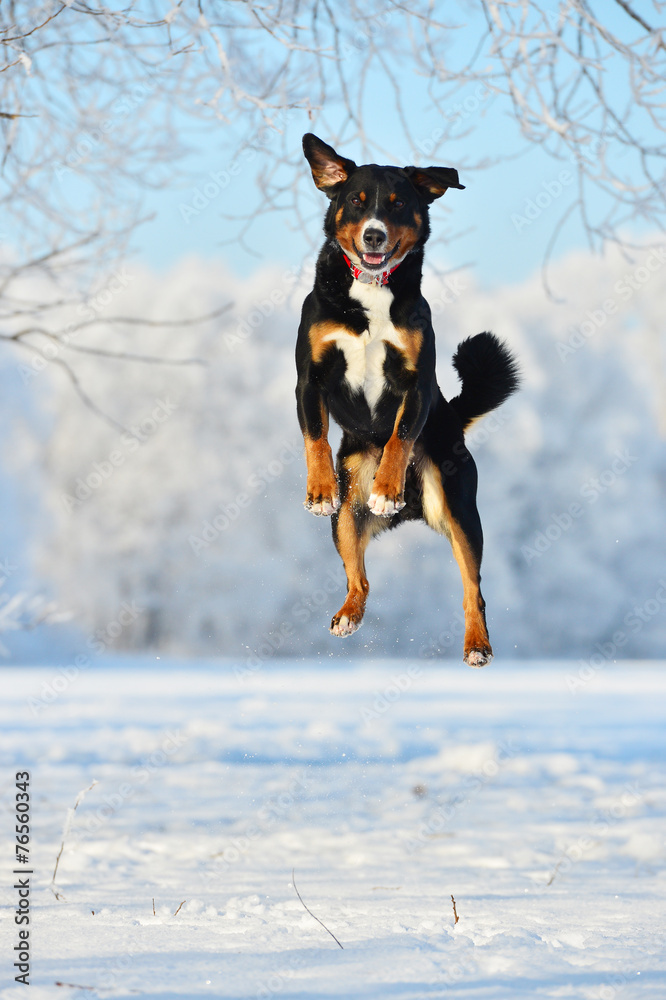 Swiss tricolor Appenzeller sennenhund dog jumps on the snow Stock Photo |  Adobe Stock