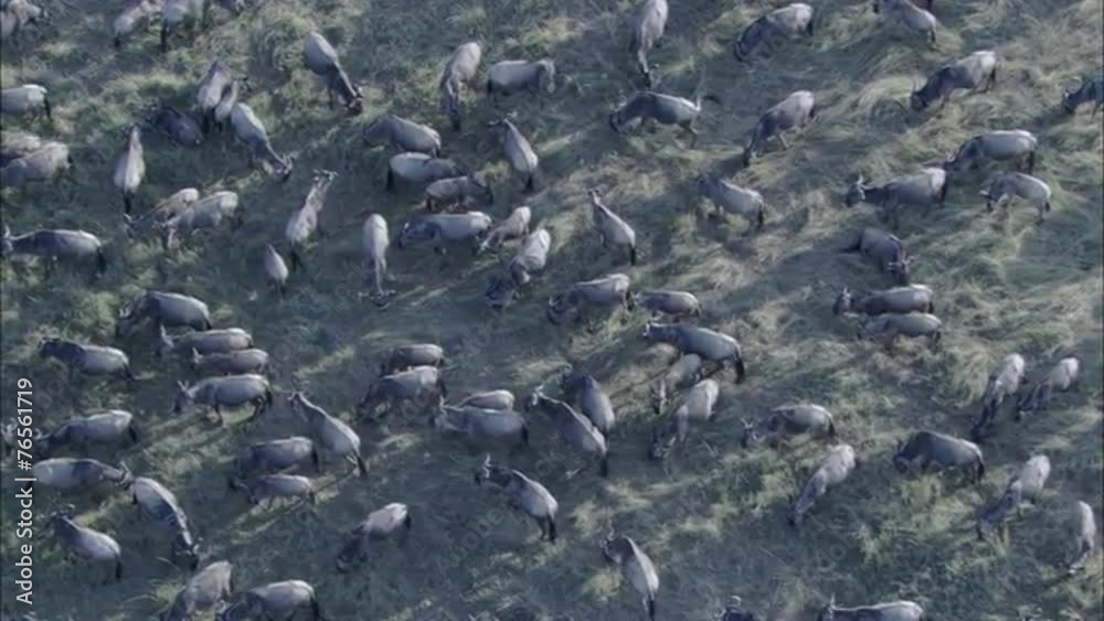 Grasslands Wildebeest Grasslands Wildebeest