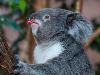 Ingelijste posters Koala Grappige koala met uitgestoken tong  © ericlefrancais1