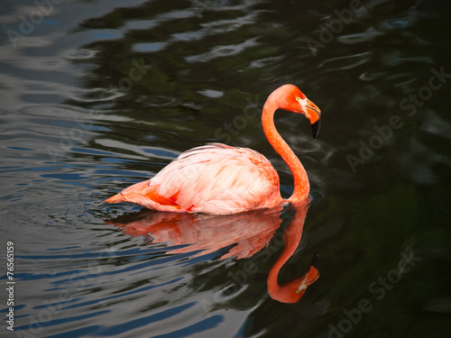 Pink flamingo swimming
