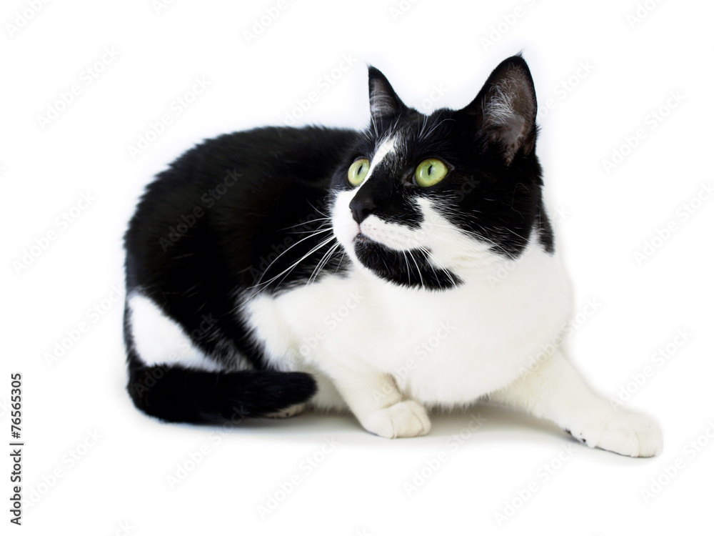 Attentive cat isolated on white background