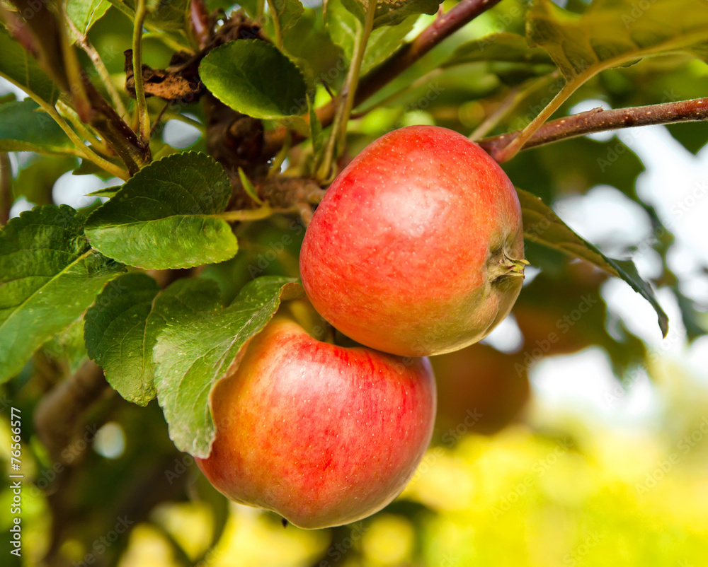 Red apples on apple tree branch Red apples on apple tree branch