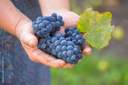 Close up of the hands of a vintner or grape farmer inspecting th