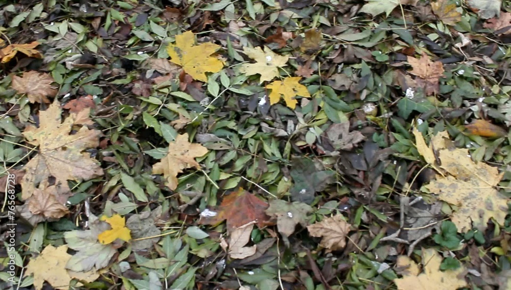 fallen autumn leaves ground fallen autumn leaves ground