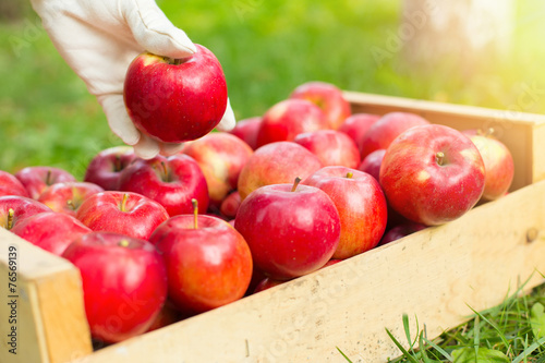 Man hand put red apple in box in garden