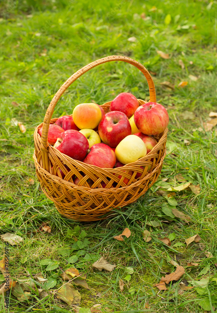 Healthy Organic Apples in the Basket on green grass in sunshine