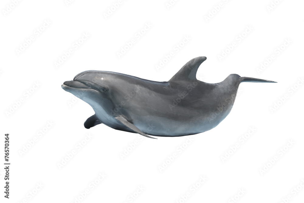 Naklejka premium dolphin