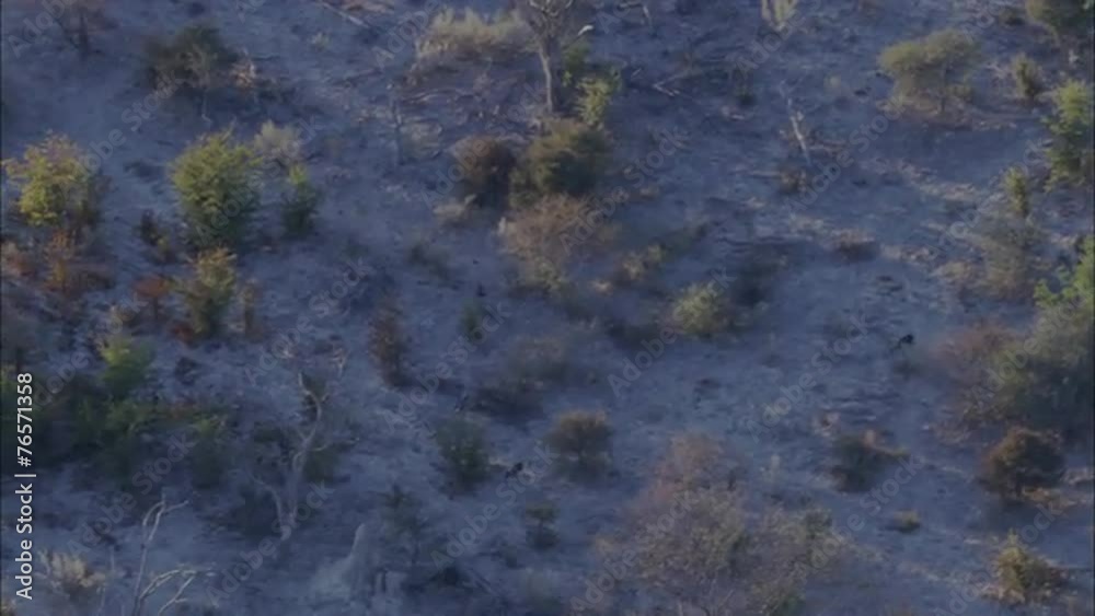 Wild Dogs Wild Dogs