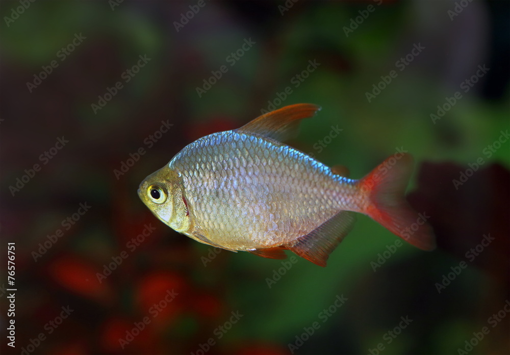 Tetra in an aquarium Tetra in an aquarium