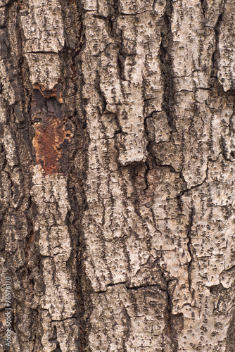 Fototapeta Naklejka Na Ścianę i Meble -  tree bark background texture pattern