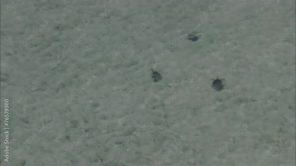 Ocean Sea Turtles Ocean Sea Turtles