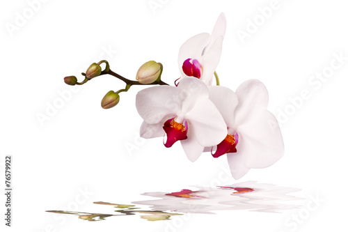 Fototapeta Naklejka Na Ścianę i Meble -  white orchid on a white background with reflection