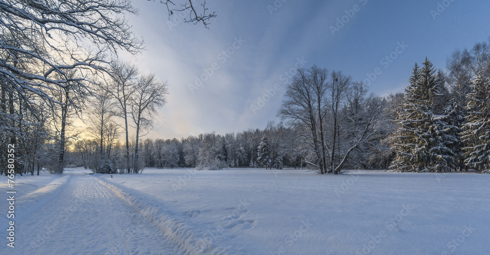 Naklejka premium Pathway to winter forest