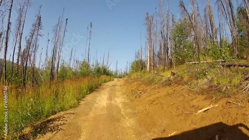 Alaska Forrest Trail Trees photo