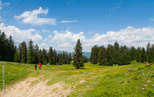 Golte forest, Slovenia photo