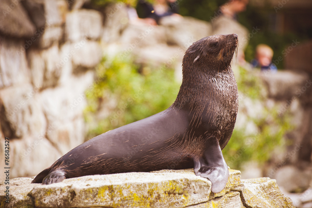 Obraz premium sea lion seal posing on rock