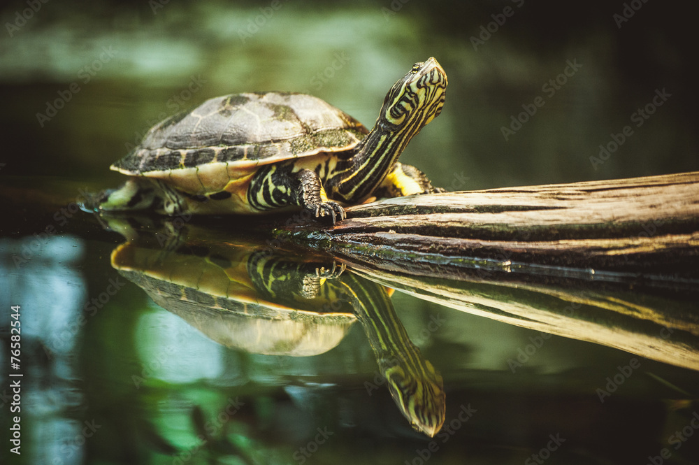 Fototapeta premium turtle sitting on branch reflection in water