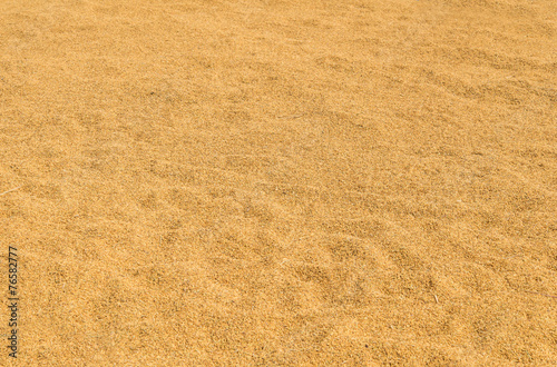 dry rice on canvas after harvesting