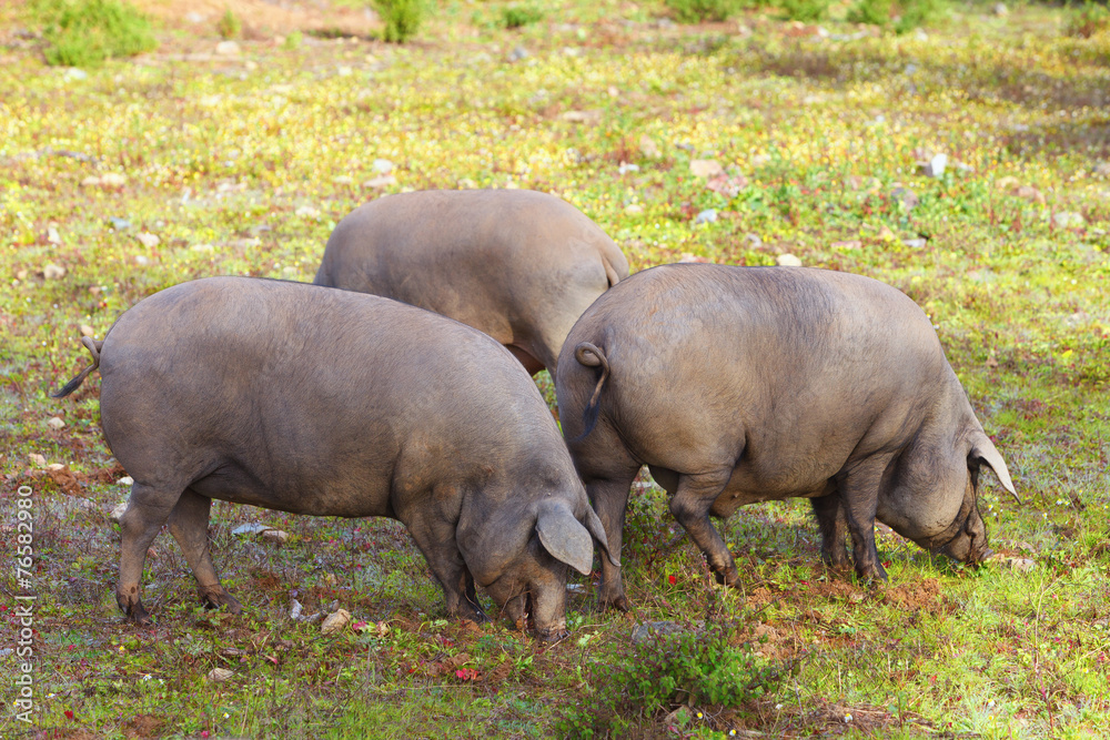 Group of Iberian pig in the meadow Group of Iberian pig in the meadow