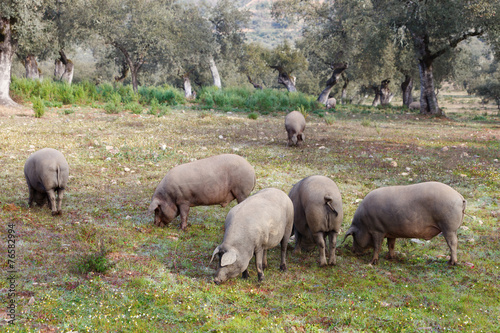 Group of Iberian pig in the meadow
