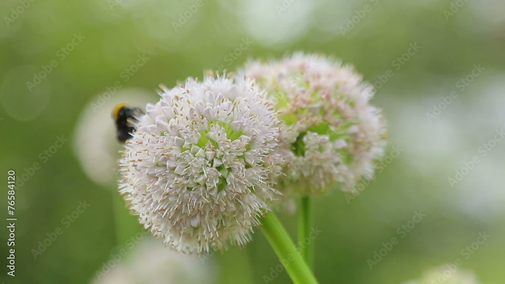 Bee collects nectar on a flower of onions Bee collects nectar on a flower of onions