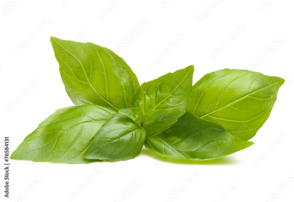 Sweet basil leaves Sweet basil leaves