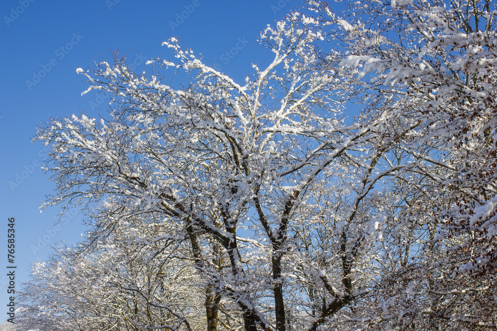 Schneebedeckte Bäume Schneebedeckte Bäume