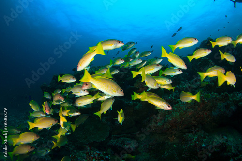 School yellow fish: Goatfish © Richard Carey