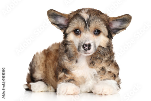 Chinese crested puppy on white background
