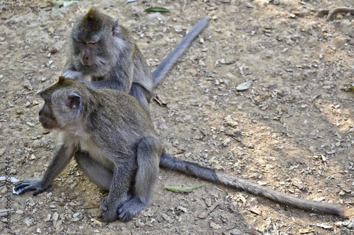 Indonesia, bali: foresta delle scimmie photo