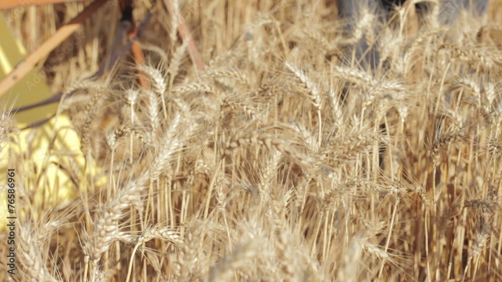 pan from a painter to ears of wheat pan from a painter to ears of wheat