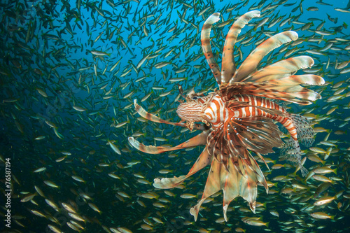 Lionfish hunting school of Snapper fish