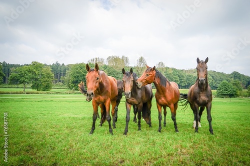 Vier schöne Hannoveraner Pferde auf einer grünen Wiese