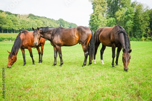 Drei hübsche Pferde grasen ruhig auf einer grünen Wiese