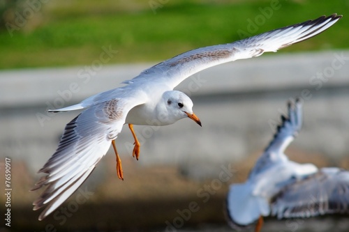 Seagull Flying,Seagull, Gull