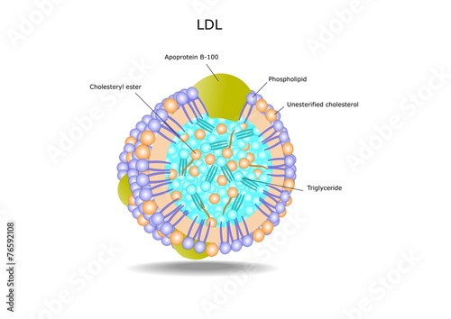 struttura di una lipoproteina, la LDL photo