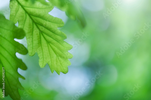 colorful background in green colors, the bokeh effect © esdras700