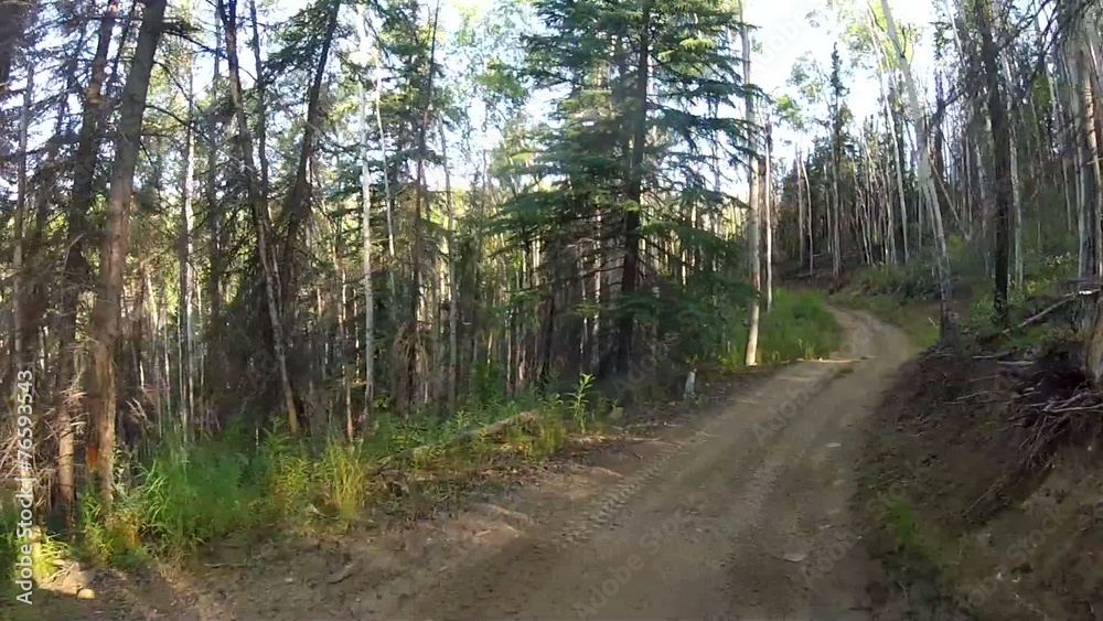 Alaska Forrest Trail Trees Alaska Forrest Trail Trees