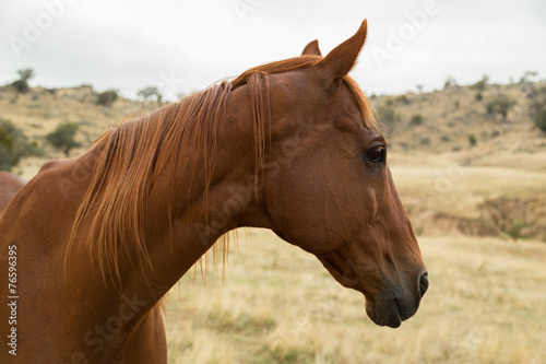Retired Race Horse © Stephen