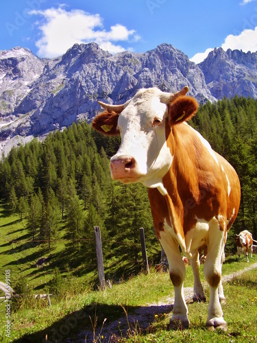 cow in alps