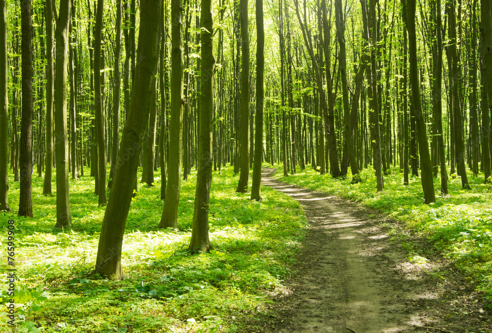 Fototapeta premium Path in green forest
