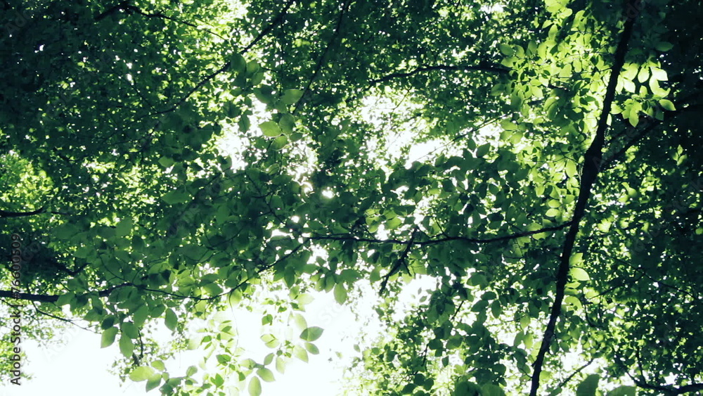 Sun shining through the branches and leaves of trees in a forest Sun shining through the branches and leaves of trees in a forest