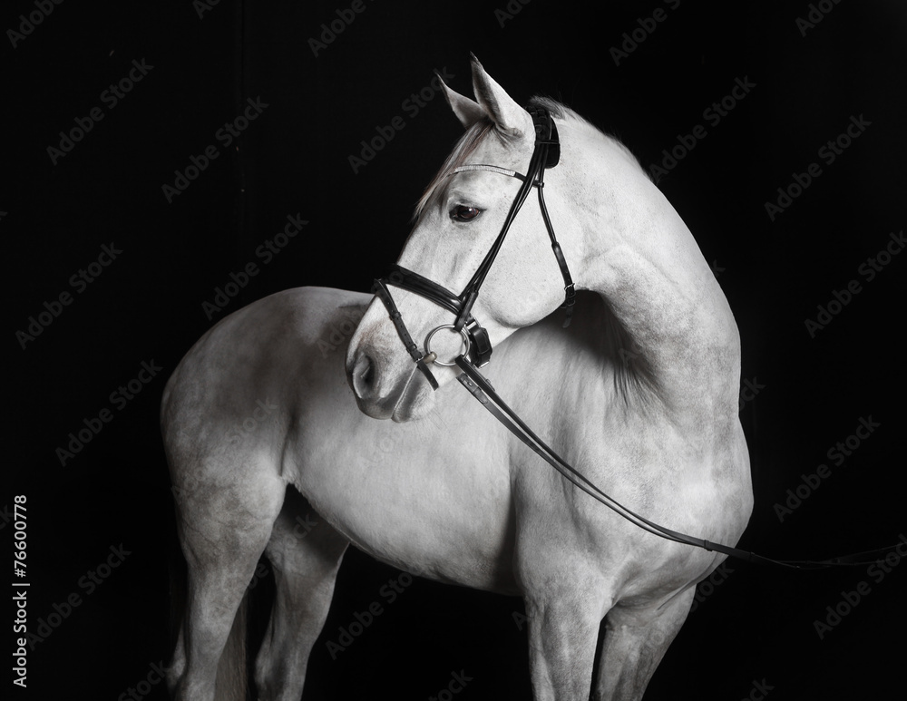 Fototapeta premium Holsteiner Pferd weiß vor schwarzem Hintergrund