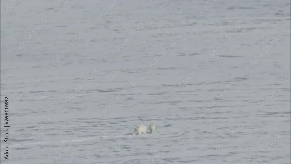 Arctic Tundra Polar Bears Arctic Tundra Polar Bears