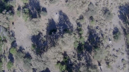 Wallpaper Mural Wild Dogs Torontodigital.ca