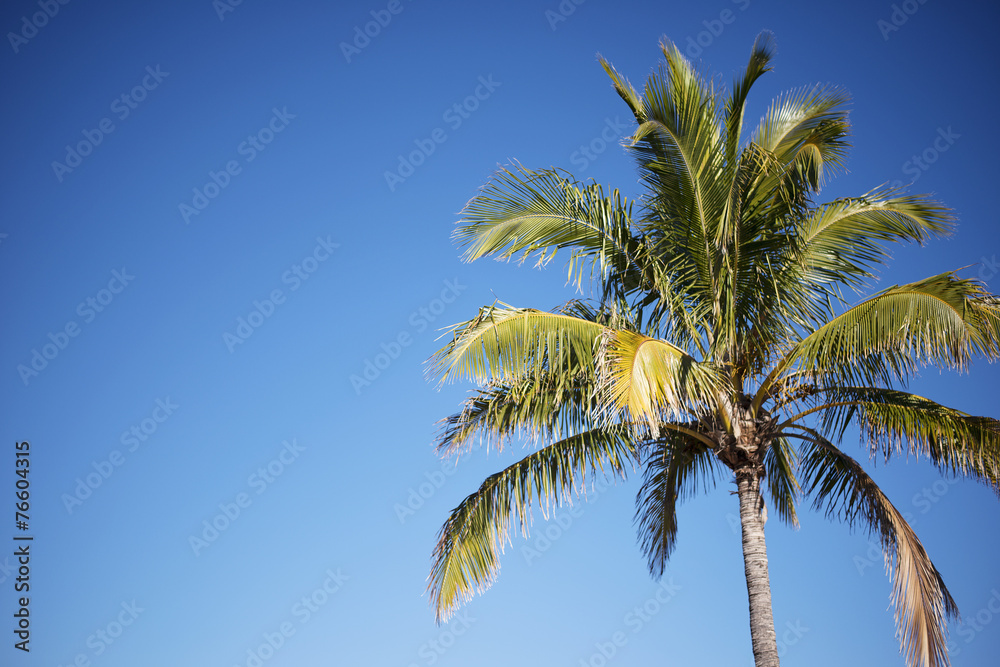 Palm tree on the beach during bright day