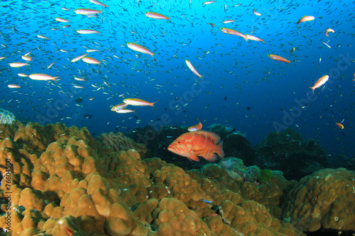 Coral Grouper fish on reef
